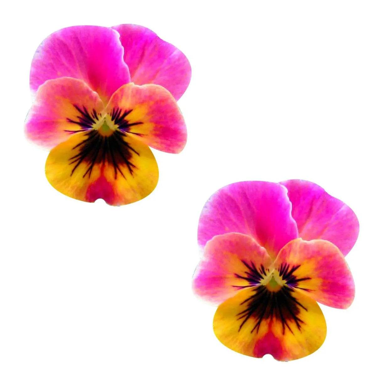 Pasties: Blacklight Pansy