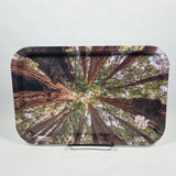 Be Lit: Forest (Medium)